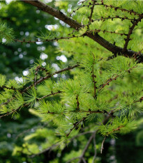 Modřín sibiřský - Larix sibirica - semena - 10 ks
