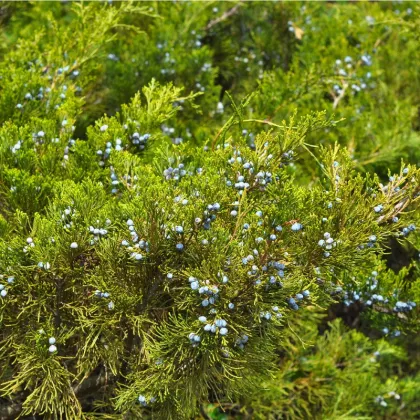 Jalovec - Juniperus excelsa - semena - 5 ks