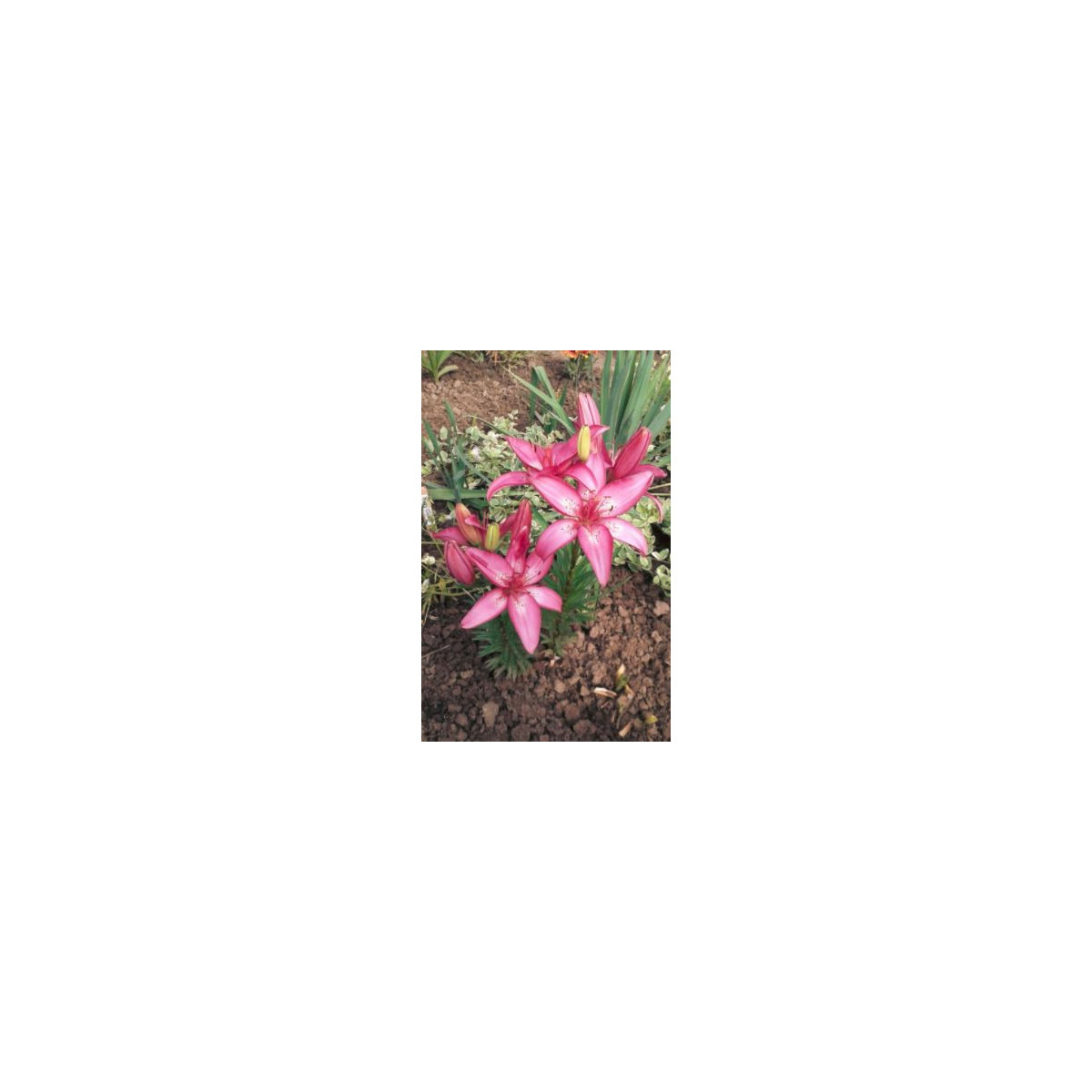 Lilie Happy Kiss - Lilium - cibuloviny - 1 ks