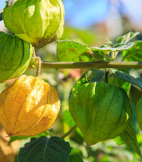 Mochyně peruánská - Physalis peruviana - semena - 10 ks
