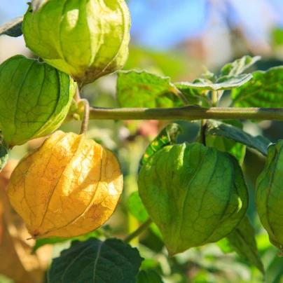 Mochyně peruánská - Physalis peruviana - semena - 10 ks
