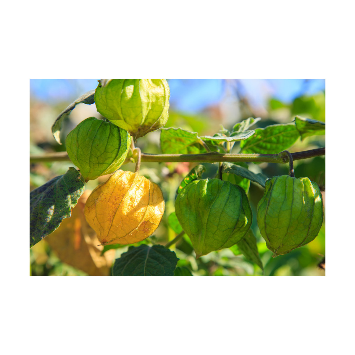 Mochyně peruánská - Physalis peruviana - semena - 10 ks