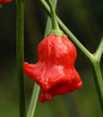 Chilli Bishops Crown - Capsicum baccatum - semena - 6 ks