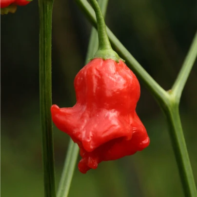 Chilli Bishops Crown - Capsicum baccatum - semena - 6 ks