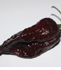 Chilli Trinidad Scorpion Moruga Chocolate - Capsicum chinense - semena - 5 ks