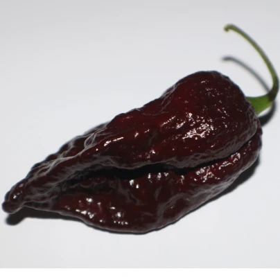 Chilli Trinidad Scorpion Moruga Chocolate - Capsicum chinense - semena - 5 ks