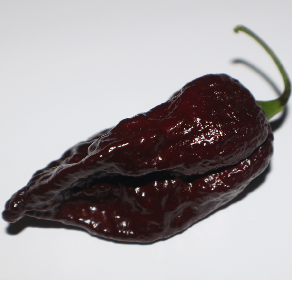 Chilli Trinidad Scorpion Moruga Chocolate - Capsicum chinense - semena - 5 ks