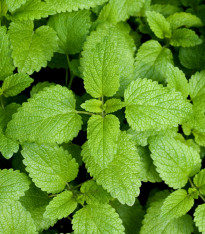 BIO Meduňka - Melissa officinalis - bio semena - 350 ks