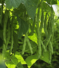 Fazole keříčková Negra - Phaseolus vulgaris - semena - 10 ks