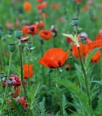 Mák východní Pizzicato- Papaver orientale - semena - 10 ks