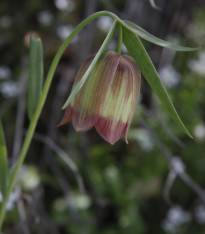 Řebčík pontica - Fritillaria pontica - cibuloviny - 3 ks