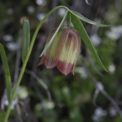 Řebčík pontica - Fritillaria pontica - cibuloviny - 3 ks