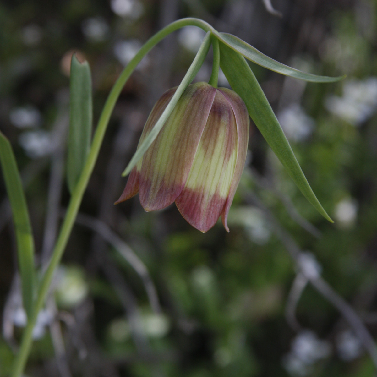 Řebčík pontica - Fritillaria pontica - cibuloviny - 3 ks