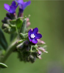 Pilát kapský - Anchusa capensis - semena - 50 ks