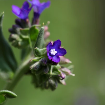 Pilát kapský - Anchusa capensis - semena - 50 ks