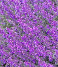 Šanta žilnatá Pink Cat - Nepeta nervosa - semena - 15 ks