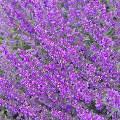 Šanta žilnatá Pink Cat - Nepeta nervosa - semena - 15 ks