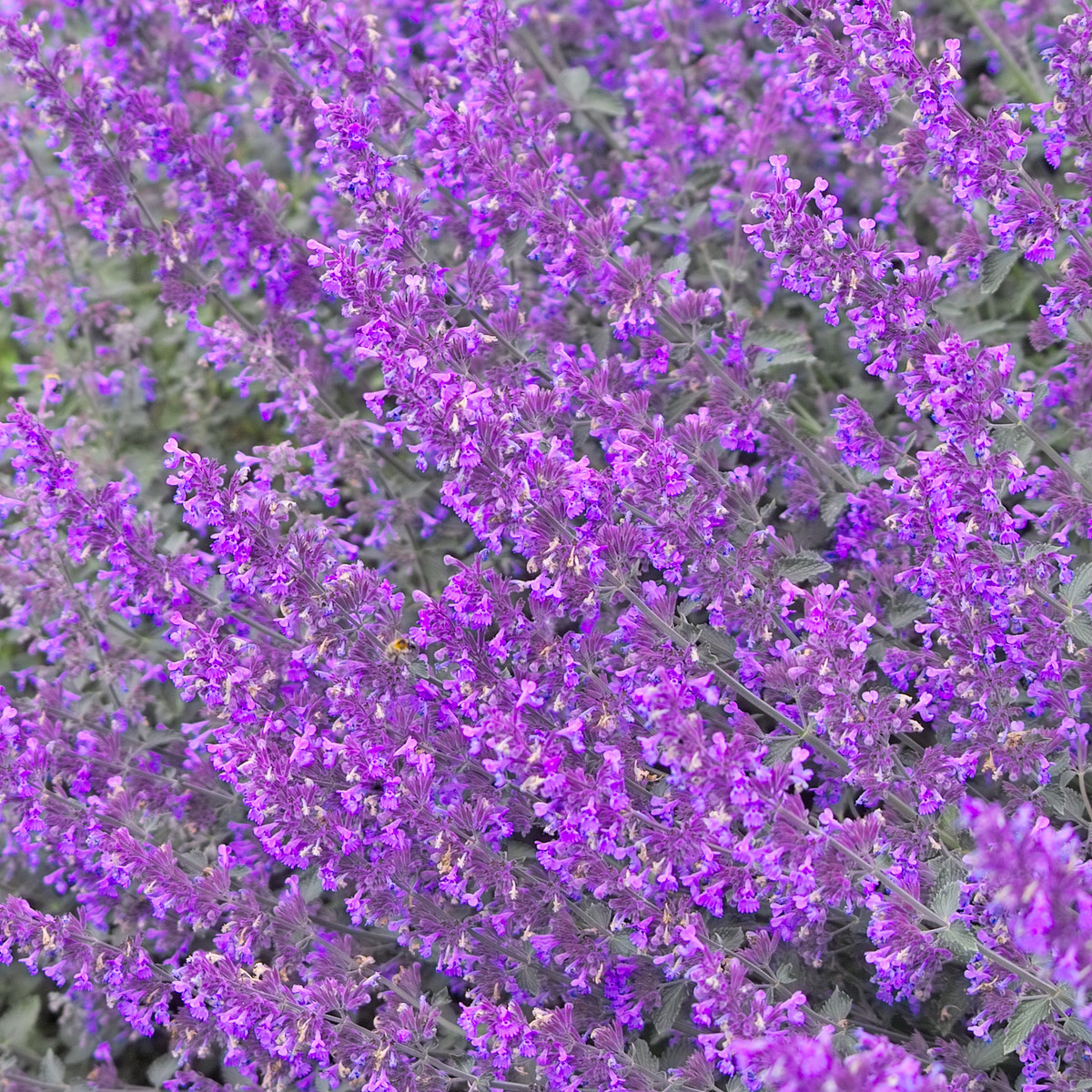 Šanta žilnatá Pink Cat - Nepeta nervosa - semena - 15 ks