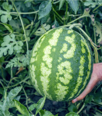 Meloun vodní Crimstar F1 - Citrullus lanatus - semena - 6 ks