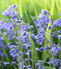 Hyacintovec britský - Hyacinthoides non scripta - cibuloviny - 2 ks