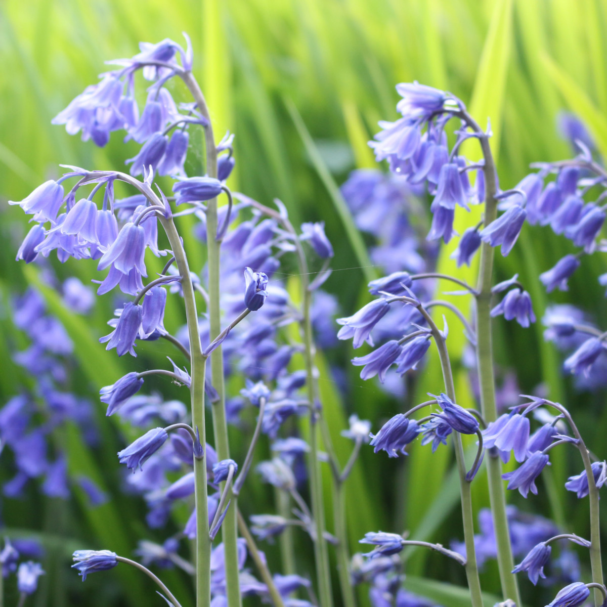 Hyacintovec britský - Hyacinthoides non scripta - cibuloviny - 2 ks