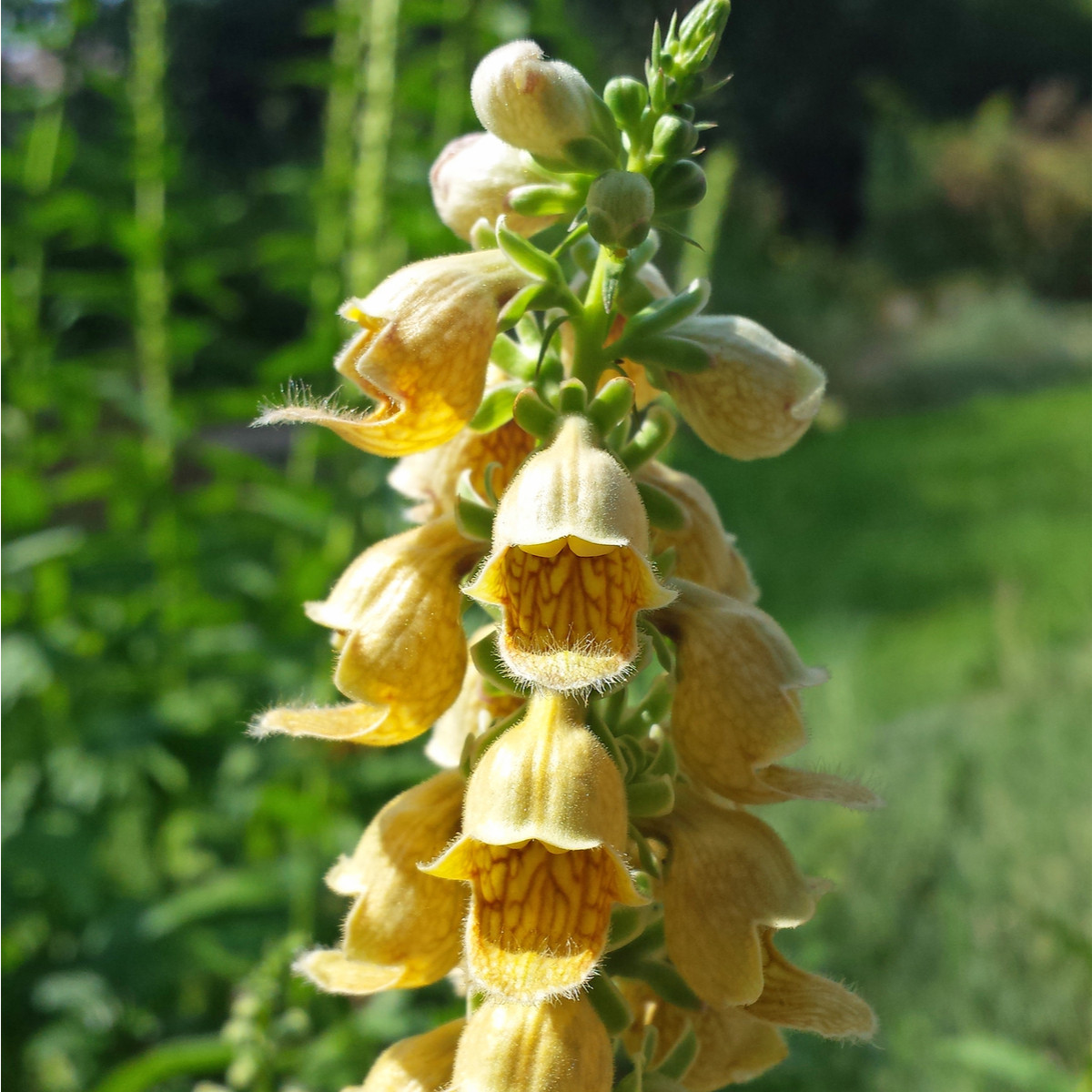 Náprstník žlutý - Digitalis lutea - semena - 60 ks