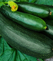 BIO Cuketa Partenon F1 - Cucurbita pepo - bio semena - 5 ks