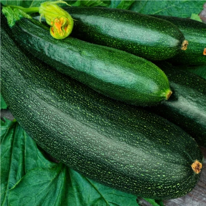BIO Cuketa Partenon F1 - Cucurbita pepo - bio semena - 5 ks