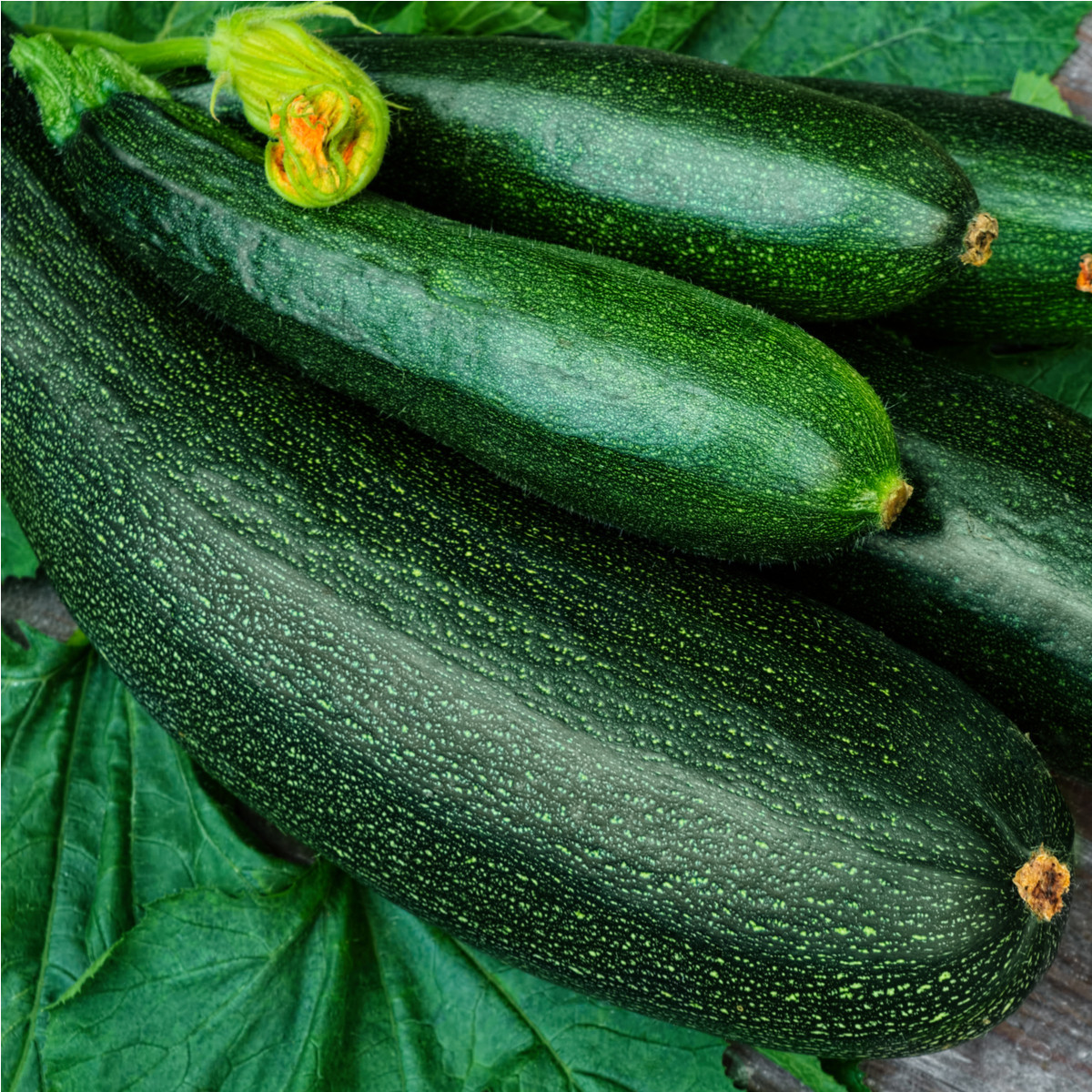 BIO Cuketa Partenon F1 - Cucurbita pepo - bio semena - 5 ks