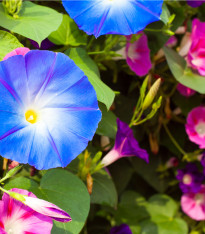 Povíjnice nachová směs barev - Ipomoea purpurea - semena - 25 ks