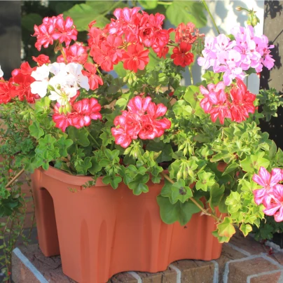 Muškát páskatý Horizon Picotee směs - Pelargonium zonale - semena - 4 ks