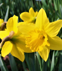 Narcis Tamara - Narcissus - cibuloviny - 3 ks