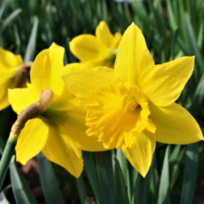 Narcis Tamara - Narcissus - cibuloviny - 3 ks
