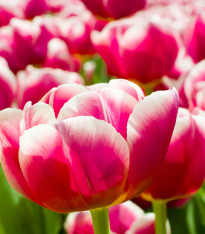 Tulipán Toplips - Tulipa - cibuloviny - 3 ks