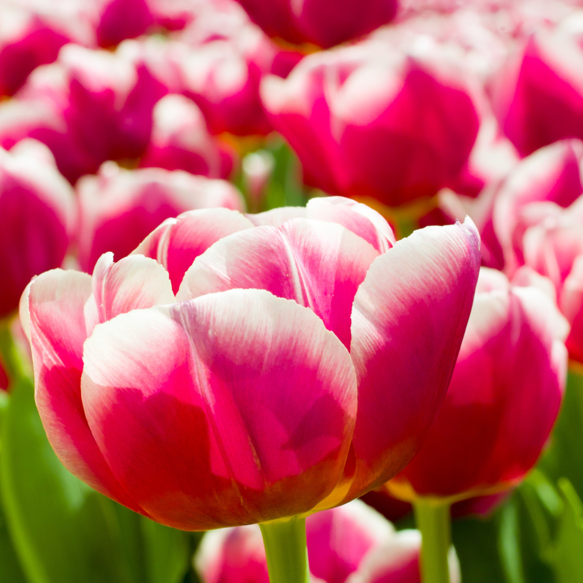 Tulipán Toplips - Tulipa - cibuloviny - 3 ks