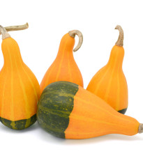 Tykev okrasná dvoubarevná hruška - Cucurbita pepo - semena - 10 ks