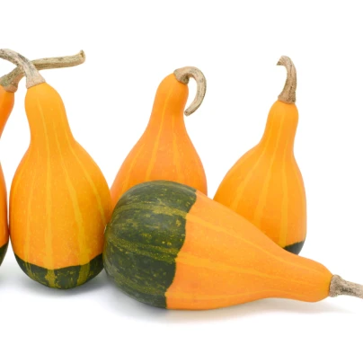 Tykev okrasná dvoubarevná hruška - Cucurbita pepo - semena - 10 ks