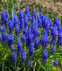 Modřenec arménský Blue magic - Muscari armeniacum - cibuloviny - 5 ks