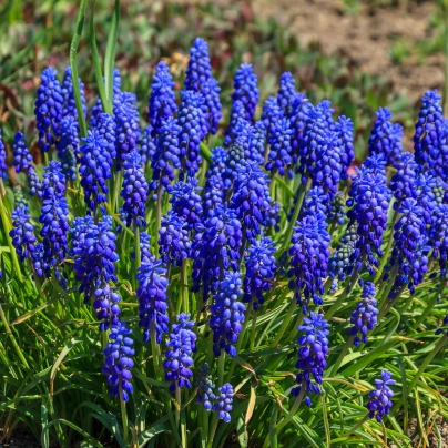 Modřenec arménský Blue magic - Muscari armeniacum - cibuloviny - 5 ks