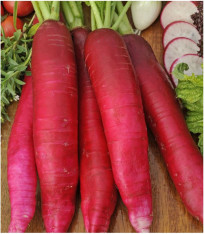 BIO ředkev Ostergruss Rosa 2 - Raphanus sativus - bio semena - 0,3 g