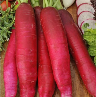 BIO ředkev Ostergruss Rosa 2 - Raphanus sativus - bio semena - 0,3 g