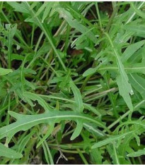 BIO rukola Roma - bio semena - 0,1 g