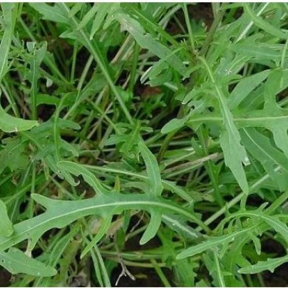 BIO rukola Roma - bio semena - 0,1 g