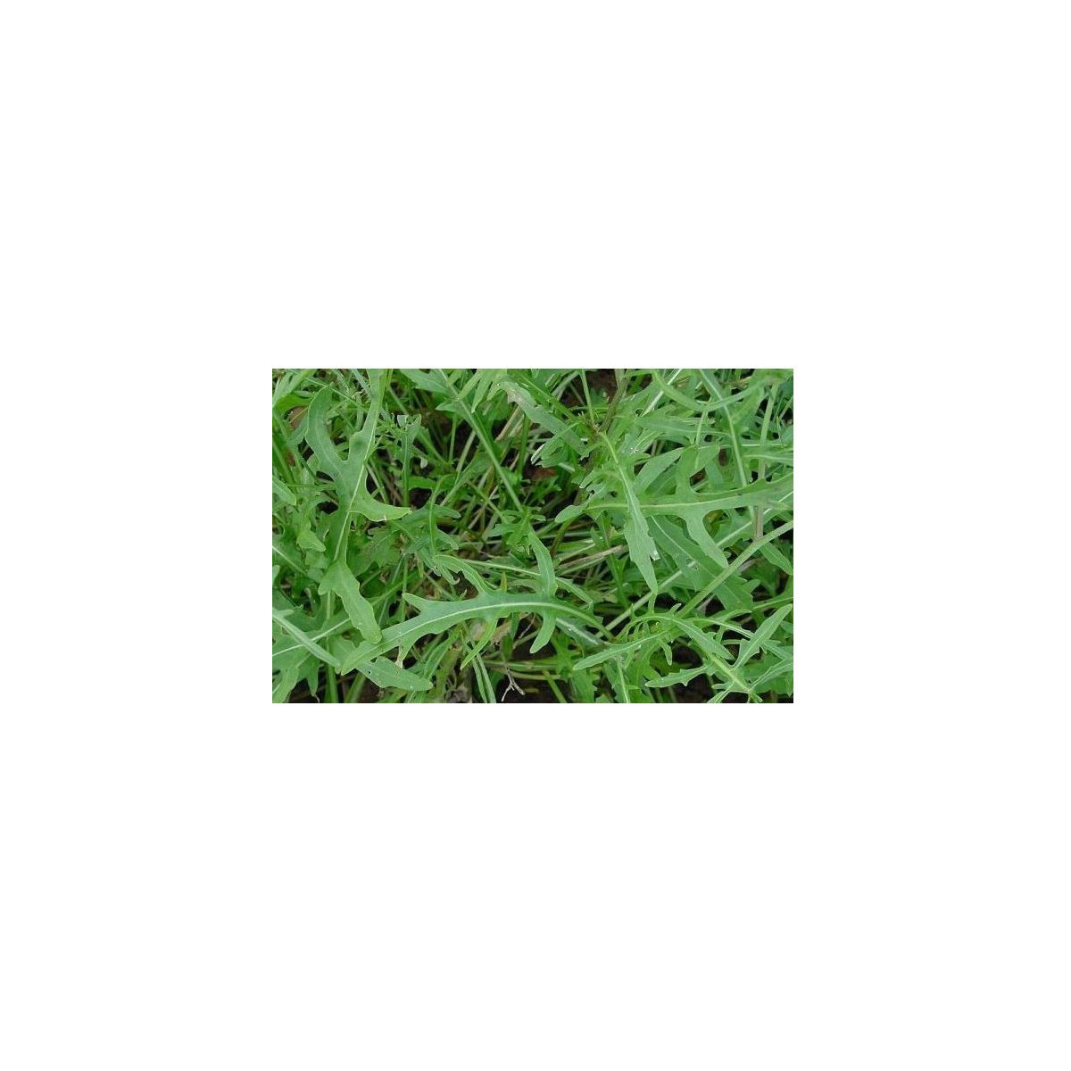 BIO rukola Roma - bio semena - 0,1 g