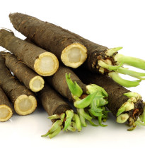 Černý kořen Meres - Scorzonera hispanica - semena - 30 ks