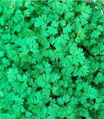 Kerblík setý Fijne Krul - Anthriscus cerefolium crispum - semena - 0,8 g