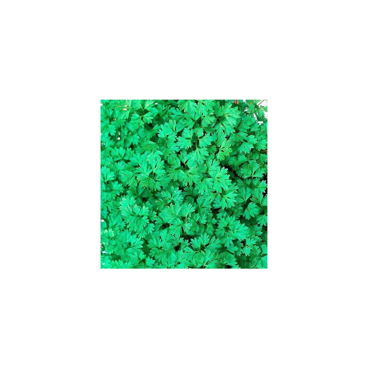 Kerblík setý Fijne Krul - Anthriscus cerefolium crispum - semena - 0,8 g