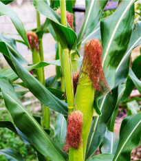 Kukuřice pukancová F1 Nana - Zea mays - semena - 15 ks