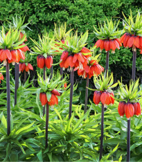 Řebčík královský William Rex - Fritillaria imperialis - cibuloviny - 1 ks