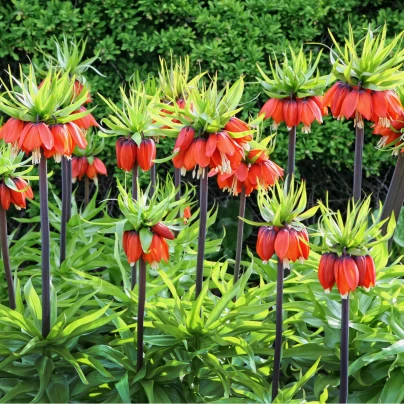 Řebčík královský William Rex - Fritillaria imperialis - cibuloviny - 1 ks